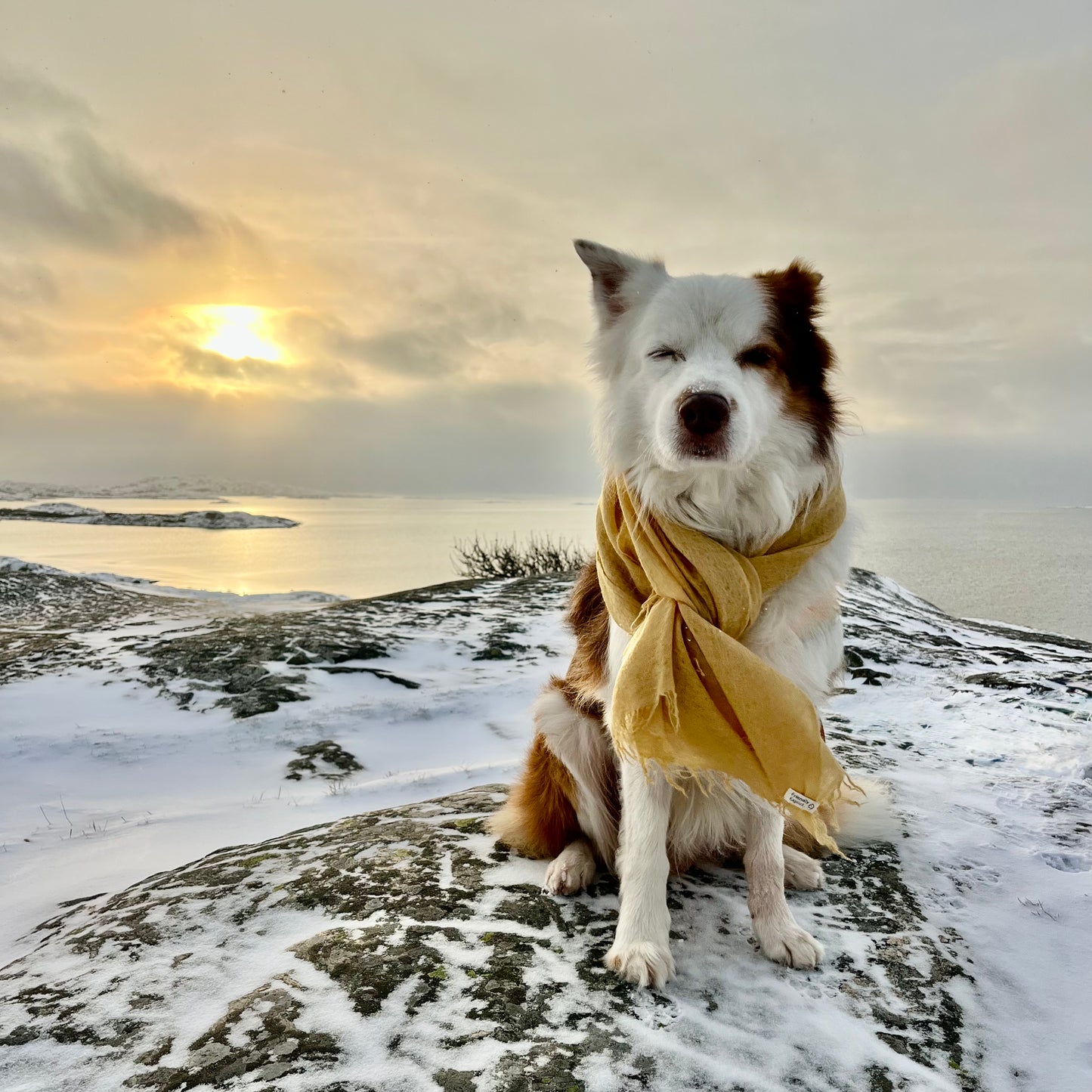 cashmere shawl yellow
